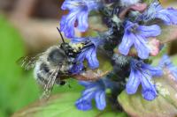 Anthophora plumipes