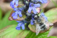 Anthophora plumipes