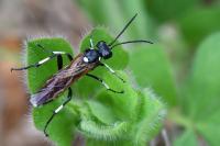 Macrophya duodecimpunctata