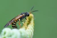 Strongylogaster xanthocera