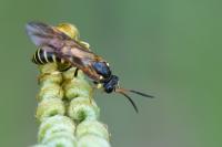 Strongylogaster xanthocera