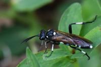 Macrophya duodecimpunctata