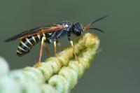 Strongylogaster xanthocera