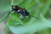 Macrophya duodecimpunctata