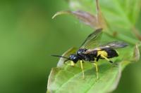 Tenthredo temula