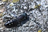Sapyga quinquepunctata