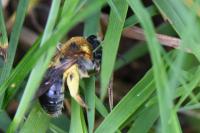 Andrena haemorrhoa