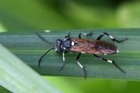 Macrophya duodecimpunctata