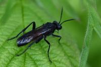 Macrophya annulata