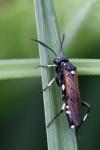 Macrophya duodecimpunctata