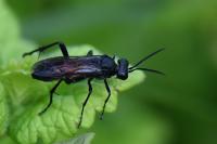 Macrophya annulata