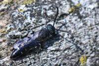 Sapyga quinquepunctata