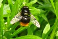 Bombus lapidarius