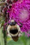 Bombus sylvarum