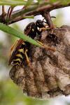 Polistes nimpha