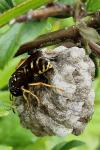 Polistes nimpha