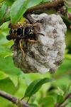 Polistes nimpha