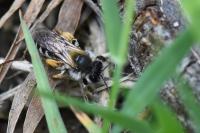 Andrena gravida