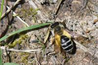 Andrena gravida