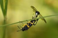 Macrophya montana