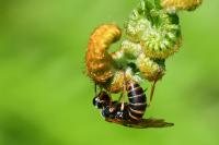 Strongylogaster multifasciata