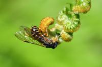 Strongylogaster multifasciata