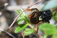 Osmia bicolor