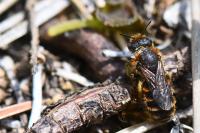 Osmia rufohirta