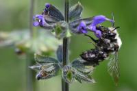 Melecta albifrons