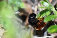 Osmia bicolor