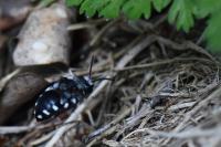 Melecta luctuosa
