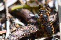 Osmia rufohirta