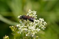 Cephaledo bifasciata