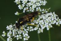 Macrophya montana