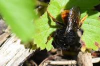 Osmia bicolor
