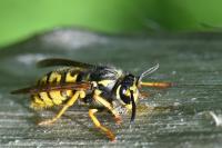 Vespula germanica