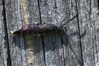 Monosapyga clavicornis