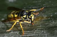 Vespula germanica