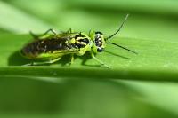 Rhogogaster scalaris