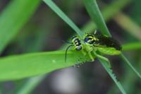 Rhogogaster scalaris