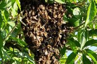 Apis mellifera