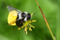 Andrena cineraria
