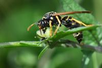 Polistes nimpha
