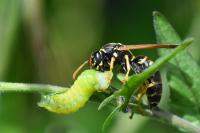 Polistes nimpha