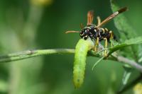Polistes nimpha