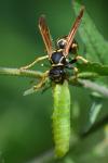 Polistes nimpha