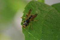 Polistes