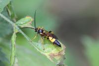 Ichneumon