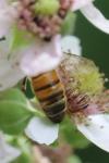 Apis mellifera