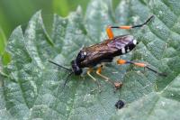 Macrophya rufipes